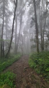  descending trail through tropical rainforest on Kilimanjaro’s 6 Days Marangu Route