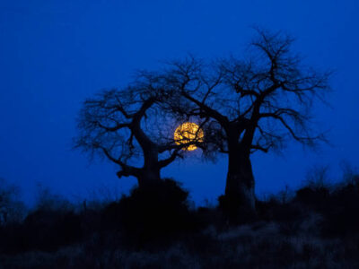 Baobab tree in Tanzania at Ruaha national park